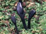 Black Earth Tongue:Trichoglossum hirsutum - fungi species list A Z